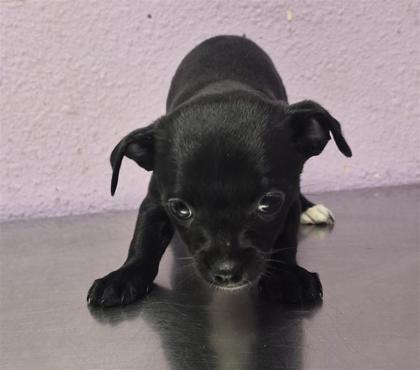 Shelter Stray Female Dog last seen Near uxmal, San Elizario, TX, 5001 Fred Wilson Ave, El Paso, TX 79906, USA