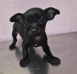 Shelter Stray Female Dog last seen Near uxmal, San Elizario, TX, 5001 Fred Wilson Ave, El Paso, TX 79906, USA