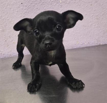 Shelter Stray Female Dog last seen Near uxmal, San Elizario, TX, 5001 Fred Wilson Ave, El Paso, TX 79906, USA