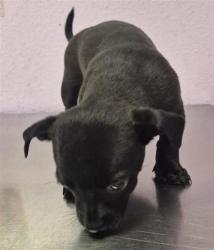 Shelter Stray Male Dog last seen Near uxmal, San Elizario, TX, 5001 Fred Wilson Ave, El Paso, TX 79906, USA