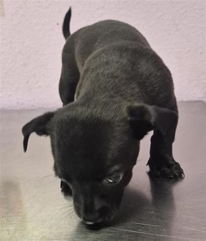 Shelter Stray Male Dog last seen Near uxmal, San Elizario, TX, 5001 Fred Wilson Ave, El Paso, TX 79906, USA