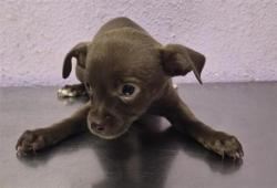 Shelter Stray Female Dog last seen Near uxmal, San Elizario, TX, 5001 Fred Wilson Ave, El Paso, TX 79906, USA