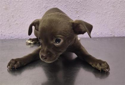 Shelter Stray Female Dog last seen Near uxmal, San Elizario, TX, 5001 Fred Wilson Ave, El Paso, TX 79906, USA