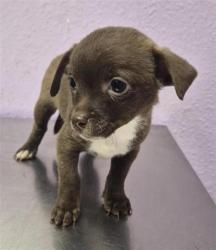 Shelter Stray Female Dog last seen Near uxmal, San Elizario, TX, 5001 Fred Wilson Ave, El Paso, TX 79906, USA