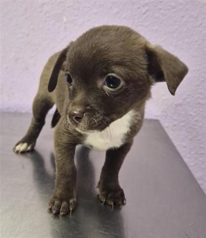 Shelter Stray Female Dog last seen Near uxmal, San Elizario, TX, 5001 Fred Wilson Ave, El Paso, TX 79906, USA