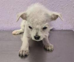 Shelter Stray Female Dog last seen Near uxmal, San Elizario, TX, 5001 Fred Wilson Ave, El Paso, TX 79906, USA