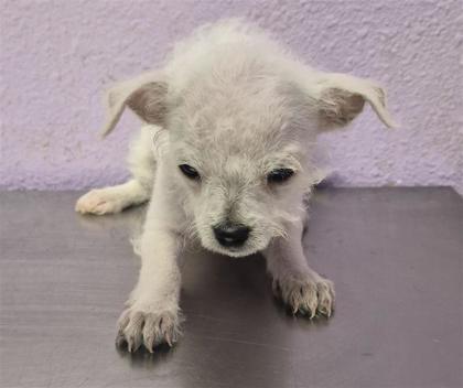 Shelter Stray Female Dog last seen Near uxmal, San Elizario, TX, 5001 Fred Wilson Ave, El Paso, TX 79906, USA