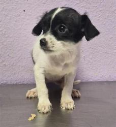 Shelter Stray Female Dog last seen Near uxmal, San Elizario, TX, 5001 Fred Wilson Ave, El Paso, TX 79906, USA