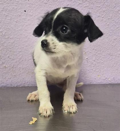 Shelter Stray Female Dog last seen Near uxmal, San Elizario, TX, 5001 Fred Wilson Ave, El Paso, TX 79906, USA
