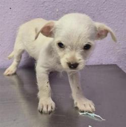 Shelter Stray Female Dog last seen Near uxmal, San Elizario, TX, 5001 Fred Wilson Ave, El Paso, TX 79906, USA