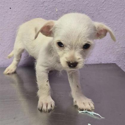 Shelter Stray Female Dog last seen Near uxmal, San Elizario, TX, 5001 Fred Wilson Ave, El Paso, TX 79906, USA