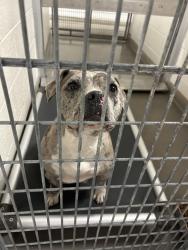 Shelter Stray Female Dog last seen Near W 300 N, SALT LAKE CITY, UT, 84102, 511 W 3900 S, Salt Lake City, UT 84123, USA
