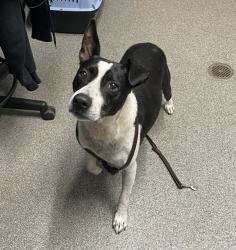 Shelter Stray Male Dog last seen Daley Ranch Trail, Escondido, CA, 92027, Escondido, CA 92027, USA