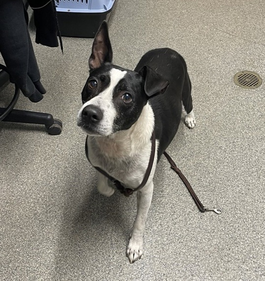 Shelter Stray Male Dog last seen Daley Ranch Trail, Escondido, CA, 92027, Escondido, CA 92027, USA