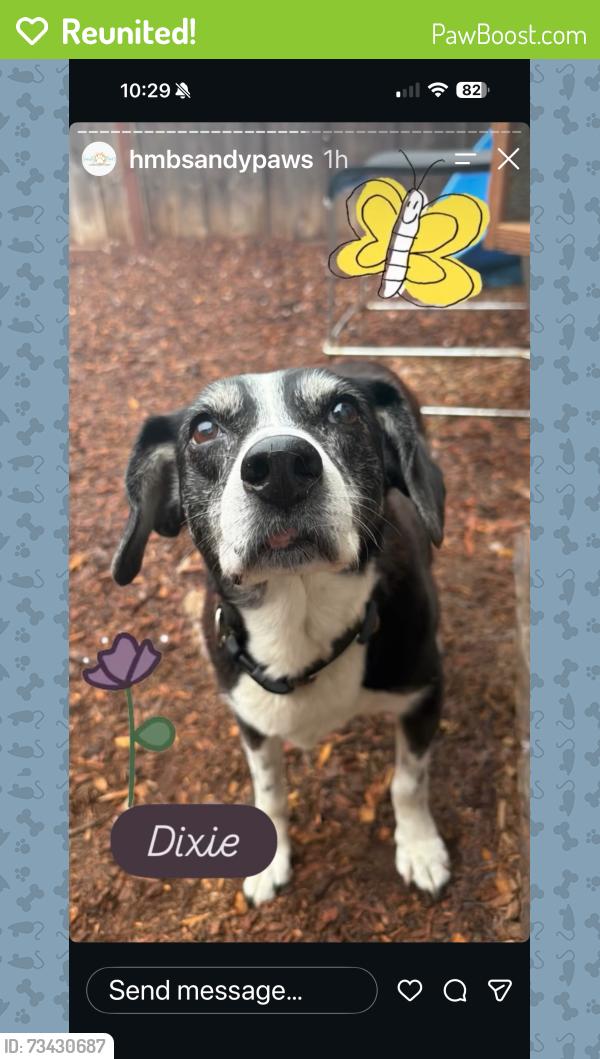 Reunited Female Dog last seen Enzo & St Francis State Beach, Half Moon Bay, CA 94019