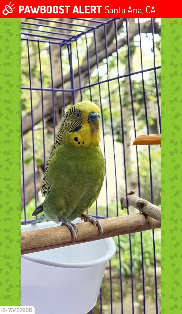 Lost Male Bird last seen SOUTH BEAR STREET AND MacArthur Blvd, Santa Ana, CA 92704