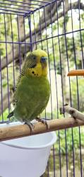 Lost Male Bird last seen SOUTH BEAR STREET AND MacArthur Blvd, Santa Ana, CA 92704