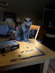 Reunited Female Cat last seen 5th and LaDele, Dell Rapids, SD 57022