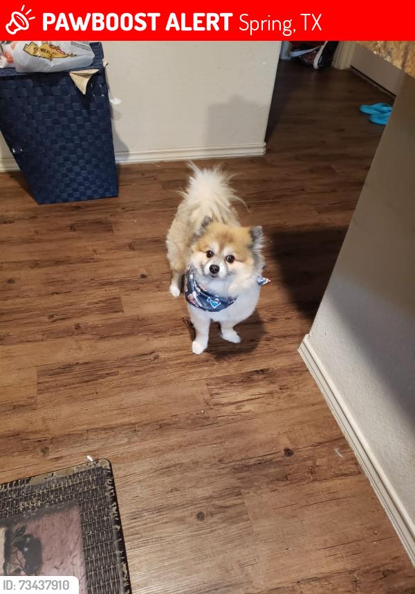 Lost Male Dog last seen Ella blvd and 1960 going towards kuykendahl, Houston, TX 77090