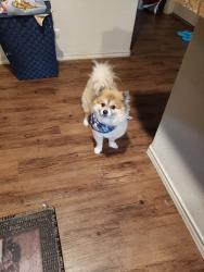 Lost Male Dog last seen Ella blvd and 1960 going towards kuykendahl, Houston, TX 77090