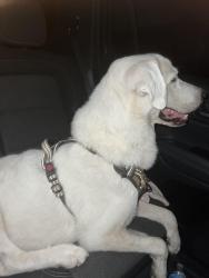 Found/Stray Female Dog last seen 2 mile line, Mission, TX 78572