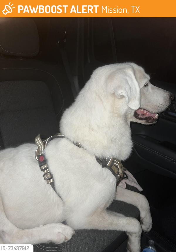 Found/Stray Female Dog last seen 2 mile line, Mission, TX 78572
