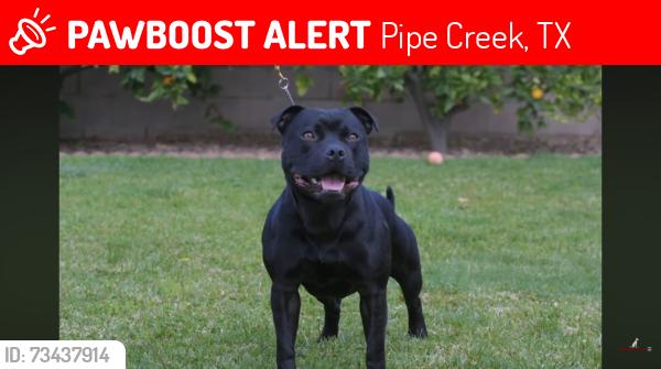 Lost Male Dog last seen Bandera falls, Pipe Creek, TX 78063
