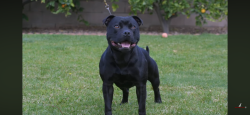 Lost Male Dog last seen Bandera falls, Pipe Creek, TX 78063