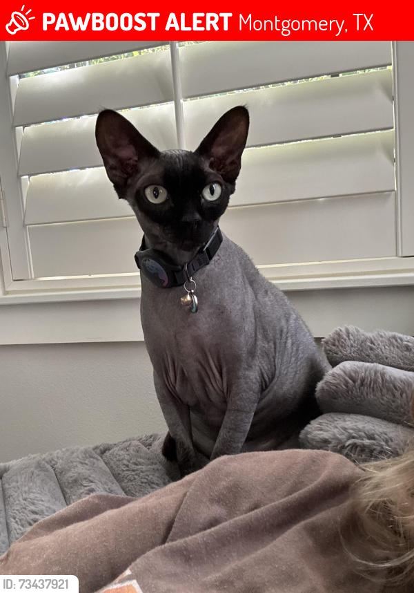 Lost Female Cat last seen Leah Dr/ Honea Egypt, Montgomery, TX 77316