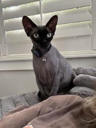 Lost Female Cat last seen Leah Dr/ Honea Egypt, Montgomery, TX 77316