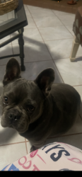 Reunited Female Dog last seen Vista Ln, San Diego, CA 92173