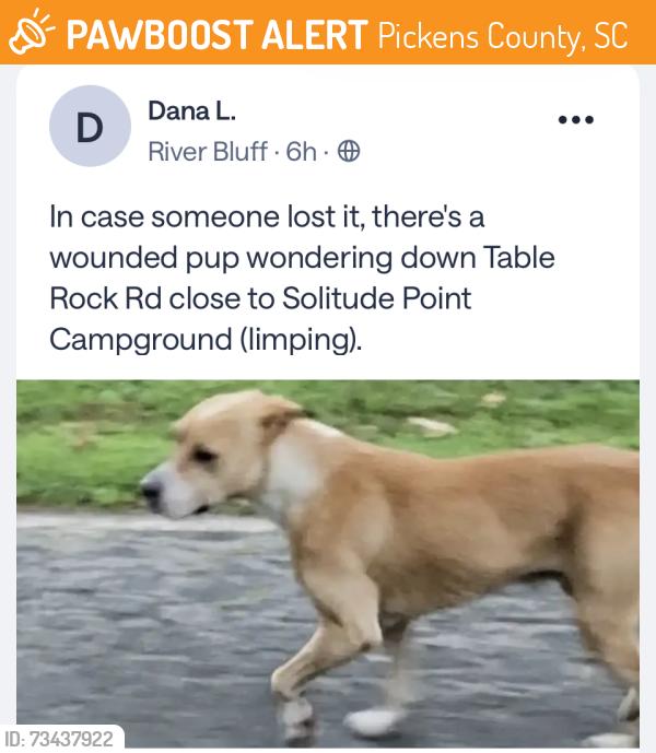 Found/Stray Unknown Dog last seen Near Solitude Point Campground, Pickens County, SC 29671