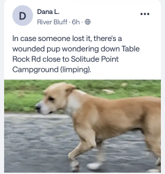 Found/Stray Unknown Dog last seen Near Solitude Point Campground, Pickens County, SC 29671