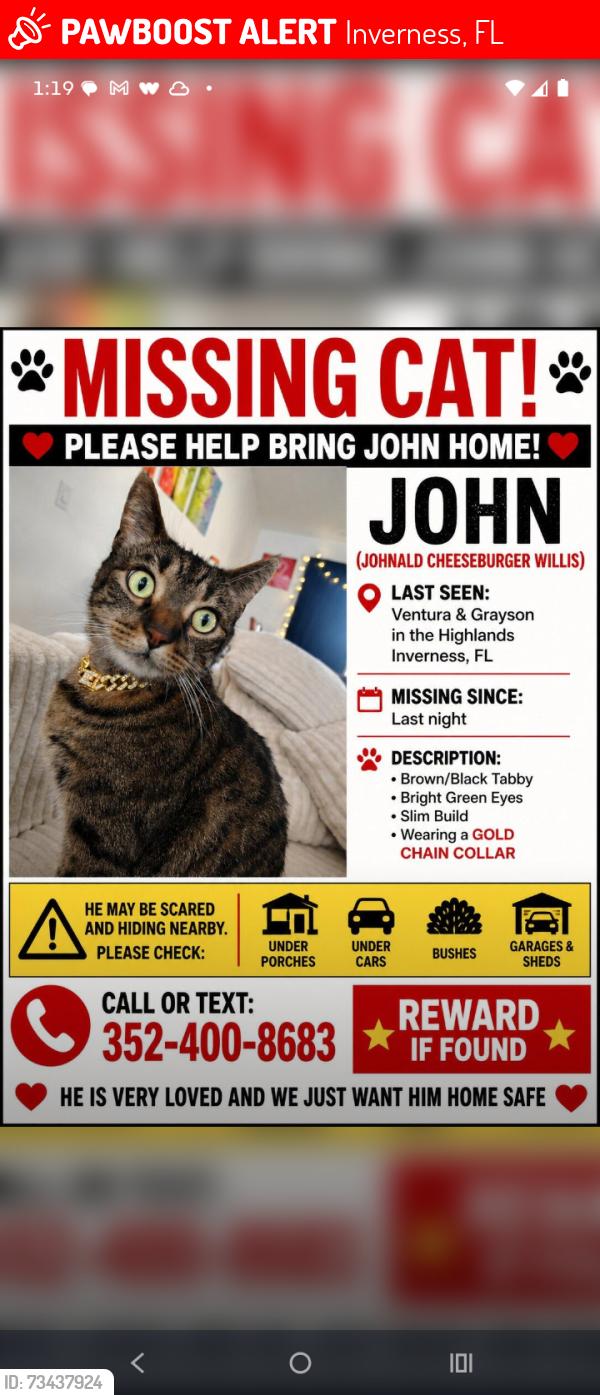 Lost Male Cat last seen Grayson and highlands, Inverness, FL 34452