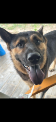 Found/Stray Male Dog last seen By Dolores B. Linton elementary school, San Antonio, TX 78238