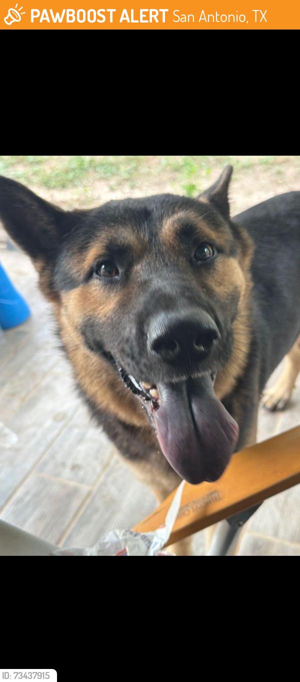 Found/Stray Male Dog last seen By Dolores B. Linton elementary school, San Antonio, TX 78238