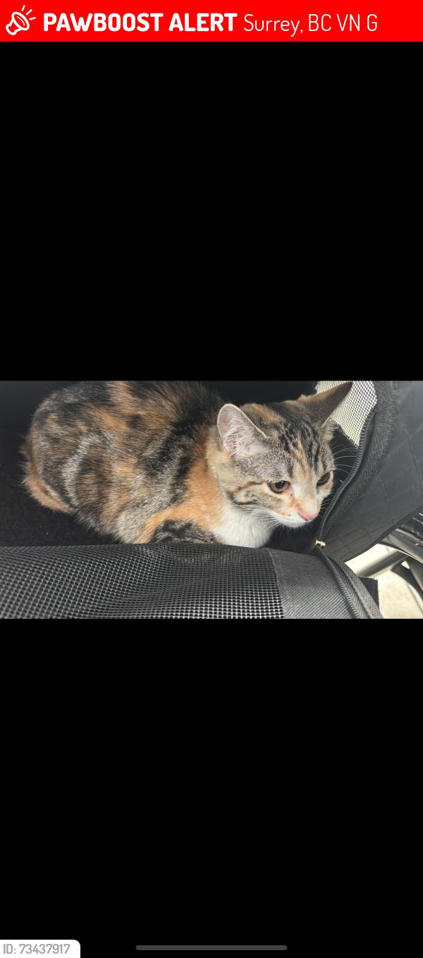 Lost Female Cat last seen Near frost road elementary and bucci park, Surrey, BC V4N 3G8