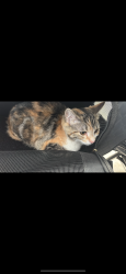 Lost Female Cat last seen Near frost road elementary and bucci park, Surrey, BC V4N 3G8