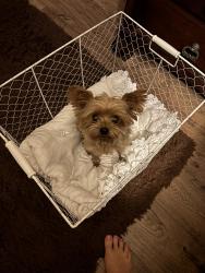 Reunited Male Dog last seen Memory Lane and Oak Drive, Vista, CA 92083