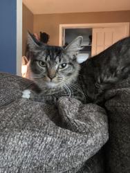 Found/Stray Female Cat last seen Jacobs rd, Youngstown, OH 44505