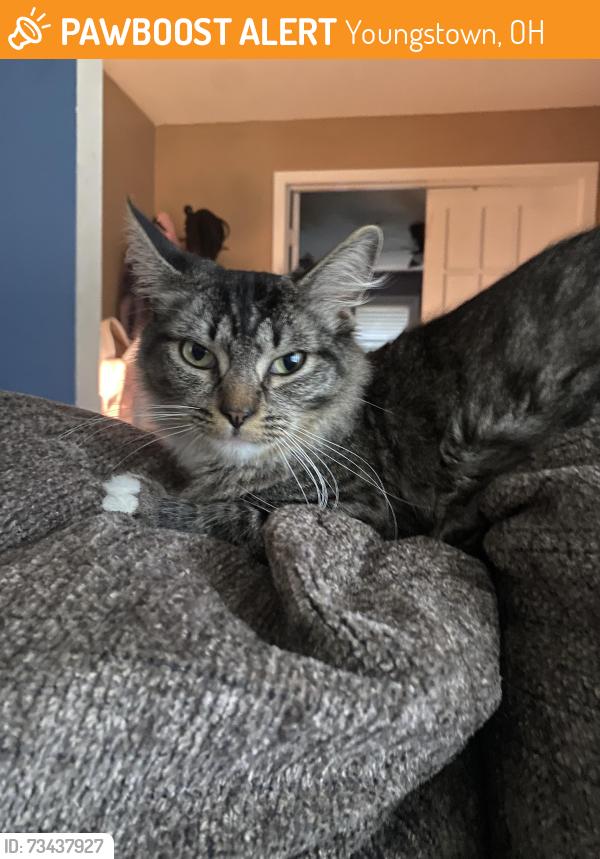 Found/Stray Female Cat last seen Jacobs rd, Youngstown, OH 44505
