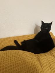 Lost Male Cat last seen Beachcrest and Hilton Road NE, Lacey, WA, Olympia, WA 98516