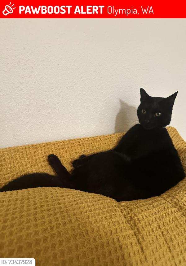Lost Male Cat last seen Beachcrest and Hilton Road NE, Lacey, WA, Olympia, WA 98516