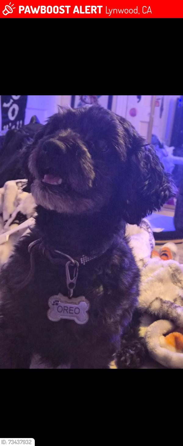 Lost Female Dog last seen Long Beach & imperial, Lynwood, CA 90262