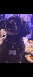Lost Female Dog last seen Long Beach & imperial, Lynwood, CA 90262