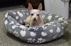 Reunited Female Dog last seen East Diffraction and South Astral Heights, Mesa, AZ 85212