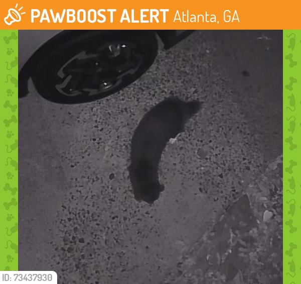 Found/Stray Unknown Cat last seen Plaster road, Atlanta, GA 30345