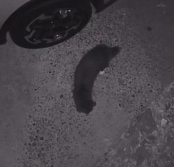 Found/Stray Unknown Cat last seen Plaster road, Atlanta, GA 30345