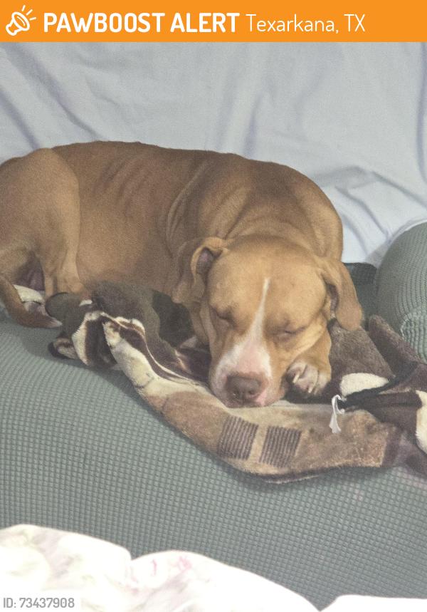 Found/Stray Female Dog last seen Robin and azalea sts, Texarkana, TX 75503