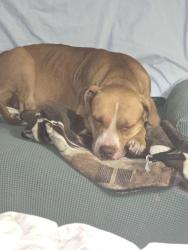 Found/Stray Female Dog last seen Robin and azalea sts, Texarkana, TX 75503